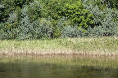 Doğal arka plan olarak yeşillik bitki örtüsü ve yeşil sular yakın çekim ile kıyı bataklık detay