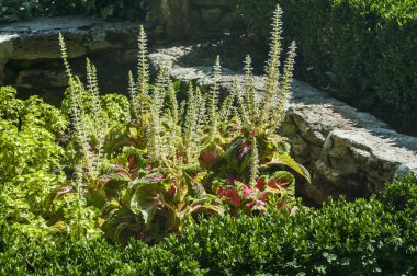 Çiçek açan bahçe çiçekleri ve taş çitli boxwood ile park kompleksinin detayı