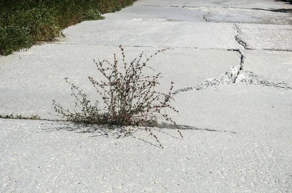 Crack Concrete Slab Coastal Promenade Result Sea Water Erosion — Stock Photo, Image