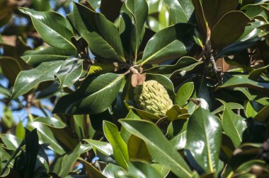 Manolya meyve ve güneşli yaz gününde ağaç dalı üzerinde yakın çekim yaprakları