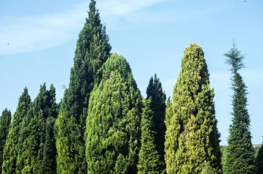 Bahçe parkı yeşillik detayları doğal çiçek arka plan olarak closeup