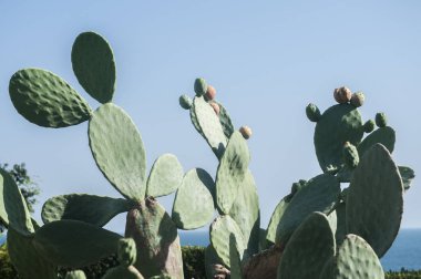 Güneşli bir günde çiçek arka plan olarak meyve closeup ile Opuntia dikenli armut kaktüs bitki