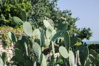 Güneşli bir günde çiçek arka plan olarak meyve closeup ile Opuntia dikenli armut kaktüs bitki