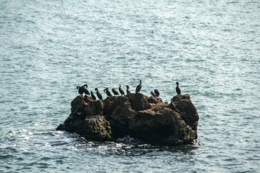 Deniz suları arasında bir kayanın üzerinde dinlenen bir grup büyük siyah karabatak kuşu.