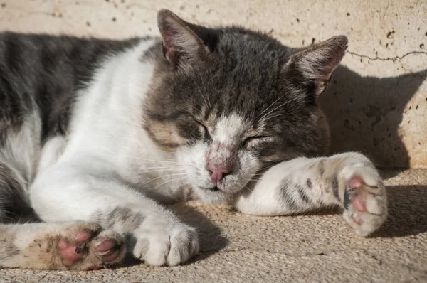 Sleeping Steps Street Cat Closeup Sunny Summer Day — Stock Photo, Image