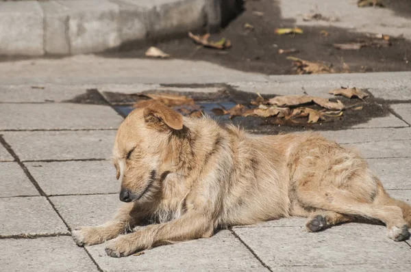 Streunender Hund Liegt Sonnigem Sommertag Auf Steinplatten Gehwegfläche Nahaufnahme — Stockfoto