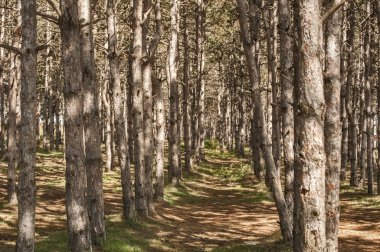 Yaz sonunda ekili çam ormanlarının yakın çekimçam ağaçları