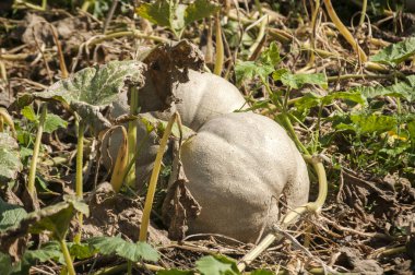 Taze organik olgun kabak geç yaz sebze bahçesinde yetiştirilen