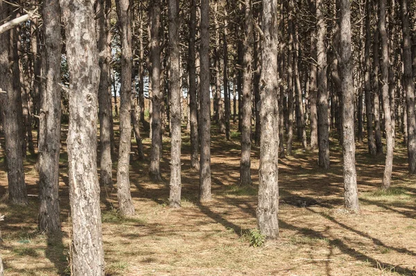 Pinos Los Bosques Pinos Cultivados Cerca Finales Del Verano — Foto de Stock