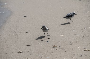 Güneşli yaz gününde kum plaj su hattı üzerinde iki ortak sandpipers Actitis hypoleucos