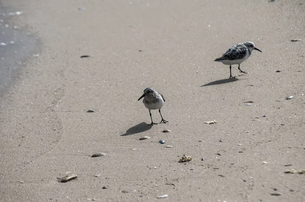 Dwa Wspólne Sandpipers Actitis Hypoleucos Linii Piaszczystej Plaży Wody Słoneczny — Zdjęcie stockowe