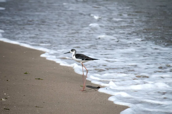 Weißkopf Stelzenvogel Himantopus Leucocephalus Sandstrand — Stockfoto