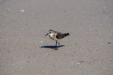 Güneşli yaz gününde kum plaj su hattı üzerinde Ortak kum kuşu Actitis hypoleucos