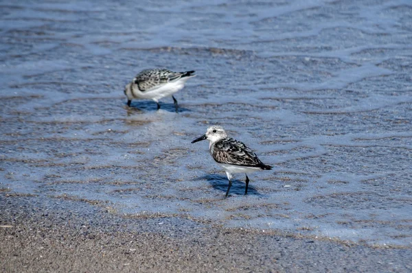 Sandpipers Comuns Actitis Hypoleucos Praia Areia Linha Água Dia Ensolarado — Fotografia de Stock