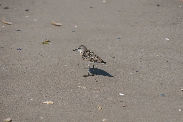 Gewone Zandpiper Actitis Hypoleucos Zandstrand Waterlijn Zonnige Zomerdag — Stockfoto