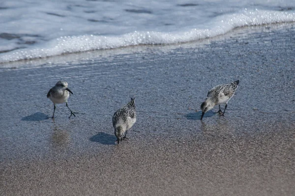 Strandläufer Actitis Hypoleucos Der Strandlinie Sonnigen Sommertagen — Stockfoto