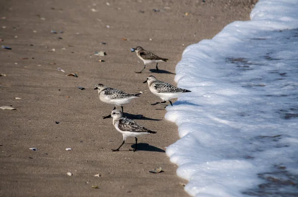 Sandpipers Comuns Actitis Hypoleucos Praia Areia Linha Água Dia Ensolarado — Fotografia de Stock