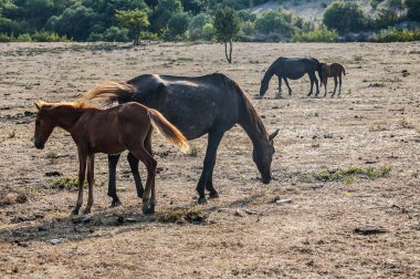 Erken sonbaharda öğleden sonra dağ çayırüzerinde Mare ve tay otlatma