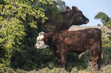 Erkek buzağı ve annesi sonbahar dağ çayırında otluyor