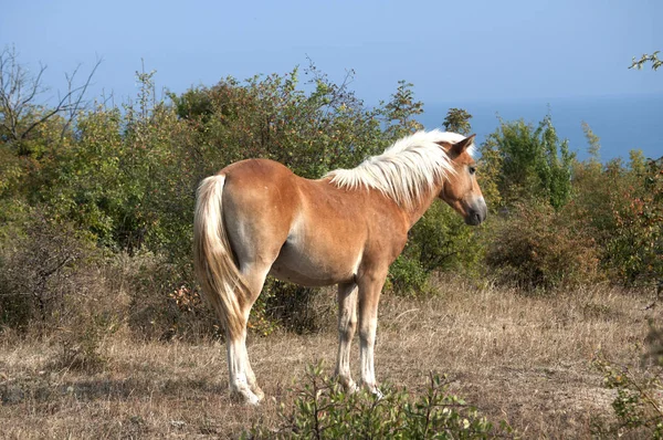 Beautiful Little Foal Grazing Mountain Meadow Sunny Day — Stock Photo, Image