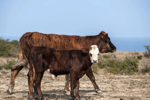 Cow mother and her little calf on pasture on seaside background in clear late summer day