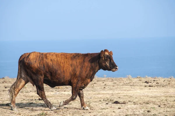 Brown Cow Desert Field Blue Sea Sky Background Sunny Summer — Stock Photo, Image