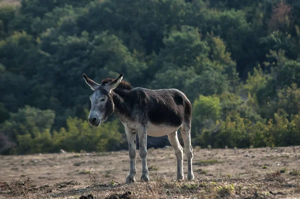 Donkey Grazing Meadow Dry Grass — Stock Photo, Image