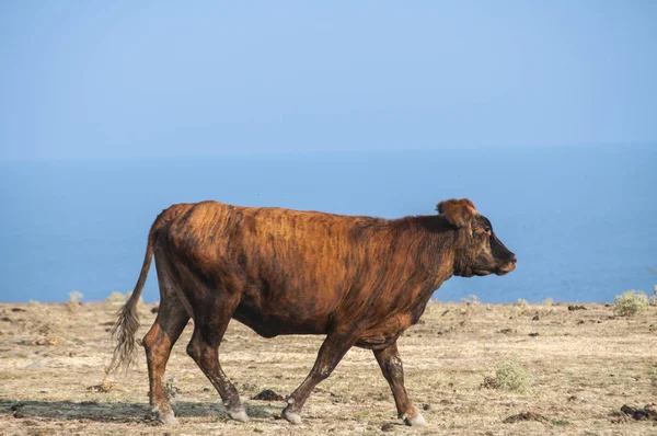 Brown Cow Desert Field Blue Sea Sky Background Sunny Summer — Stock Photo, Image