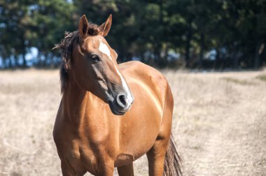 Young mare horse grazing on meadow with dry grass at the end of summer time