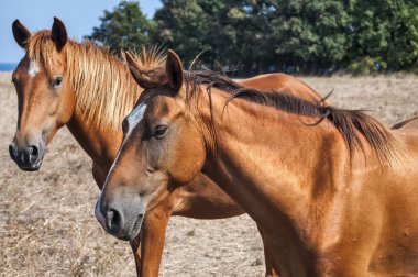 Young mare horses grazing on meadow with dry grass at the end of summer time