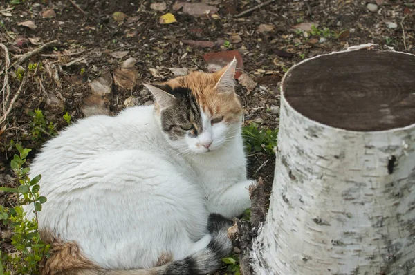 White Female Cat Lying Trunk Birch Rural House Garden — 스톡 사진
