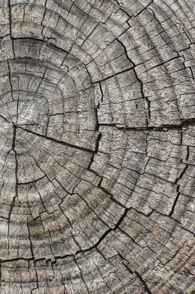 Tree Cut Log Yta Närbild Som Trä Bakgrund — Stockfoto