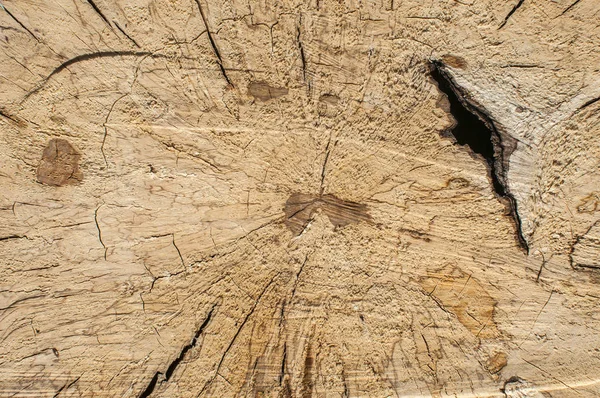 Drzewo Wyciąć Powierzchnię Dziennika Zbliżenie Jak Drewniane Tło — Zdjęcie stockowe
