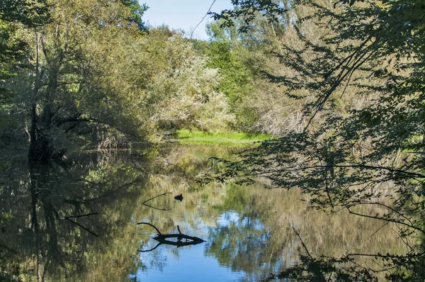 Petit Lac Calme Dans Les Bois Gros Plan Dans Une — Photo