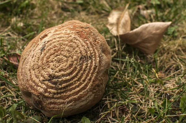 Rotten Kweepeer Fruit Gevallen Groen Gras Close — Stockfoto