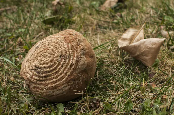 Rotten Kweepeer Fruit Gevallen Groen Gras Close — Stockfoto