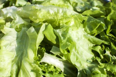 Taze yıkanmış marul salatası arka plan olarak closeup bırakır