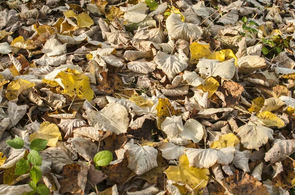 秋天的叶子特写作为自然的花卉秋天背景 — 图库照片
