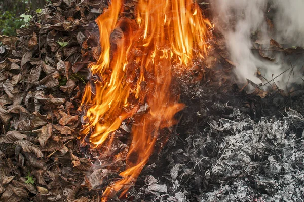 Pile Feuilles Automne Sèches Brûlant Flamme Leurs Cendres — Photo