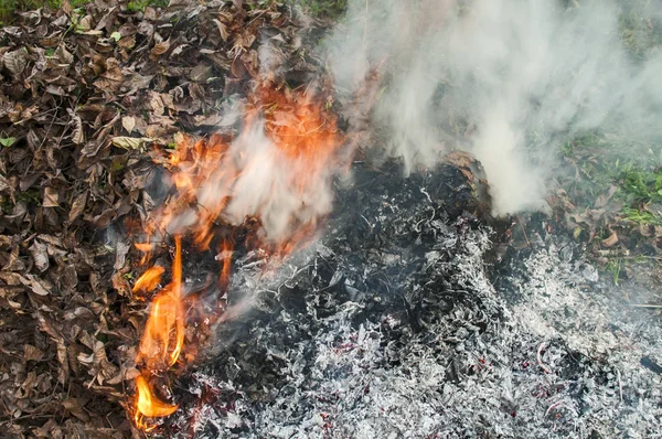 Flame Burning Pile Dry Autumn Leaves Ashes — Stock Photo, Image