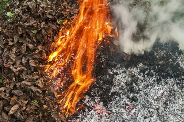 Pile Feuilles Automne Sèches Brûlant Flamme Leurs Cendres — Photo