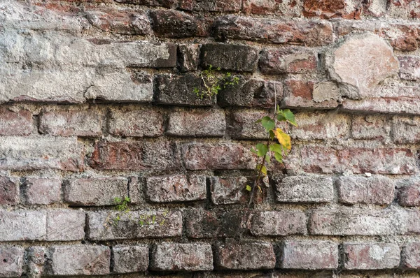 Старая Кирпичная Стена Выветриваемая Гранжем Между Кирпичами Выросло Растение — стоковое фото