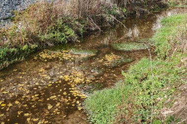 Bir sonbahar orman çayırından geçen küçük derenin sakin suları