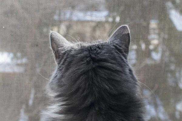 Grijze Kat Uitziende Trog Venster Mosquito Net Close — Stockfoto