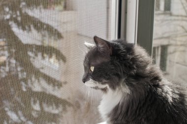 Gri kedi pencereden sivrisinek net closeup bakarak