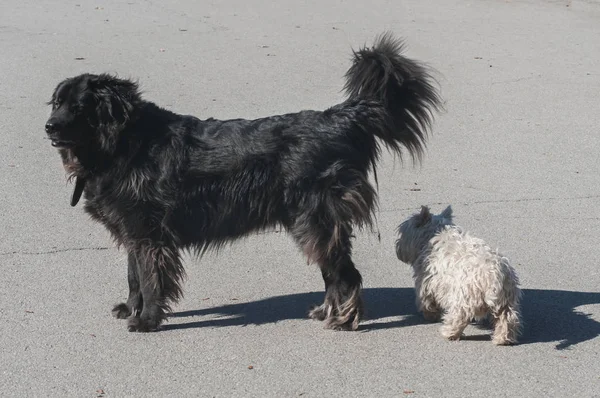 Fundland Fekete Kutya Fehér Skót Terrier Tartózkodó Együtt Park Sikátorban — Stock Fotó