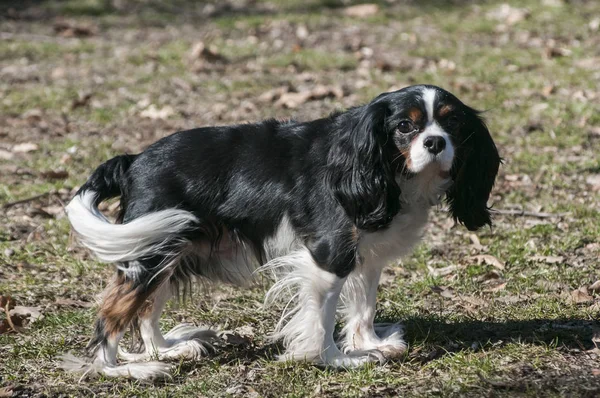 Cavalier Król Charles Spaniel Zbliżenie Autumn Park — Zdjęcie stockowe