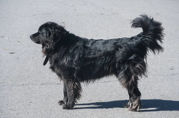 Terranova Hembra Perro Negro Primer Plano Día Soleado — Foto de Stock