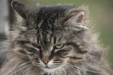 Norveç safkan orman kedisi portre kafa closeup