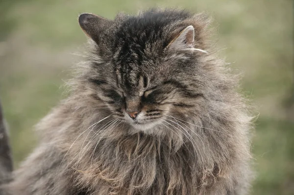 Norvégien Pure Forêt Chat Portrait Tête Gros Plan — Photo